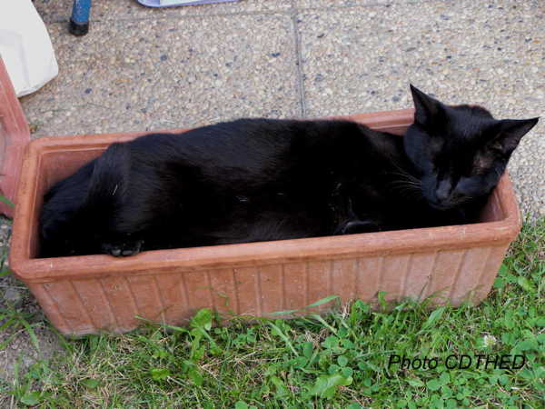 Sur la photo en couleur, on voit un grand chat noir couché tout en longueur dans une petite jardinière. Il occupe tout l’espace et il dort, la tête reposant sur un angle de la jardinière, à angle droit avec le corps. La jardinière est posée sur le sol entre un bout de pelouse et une terrasse.